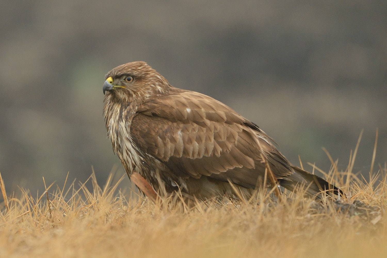 Nikon D4 + Nikon AF-S Nikkor 500mm F4G ED VR sample photo. Common buzzard photography