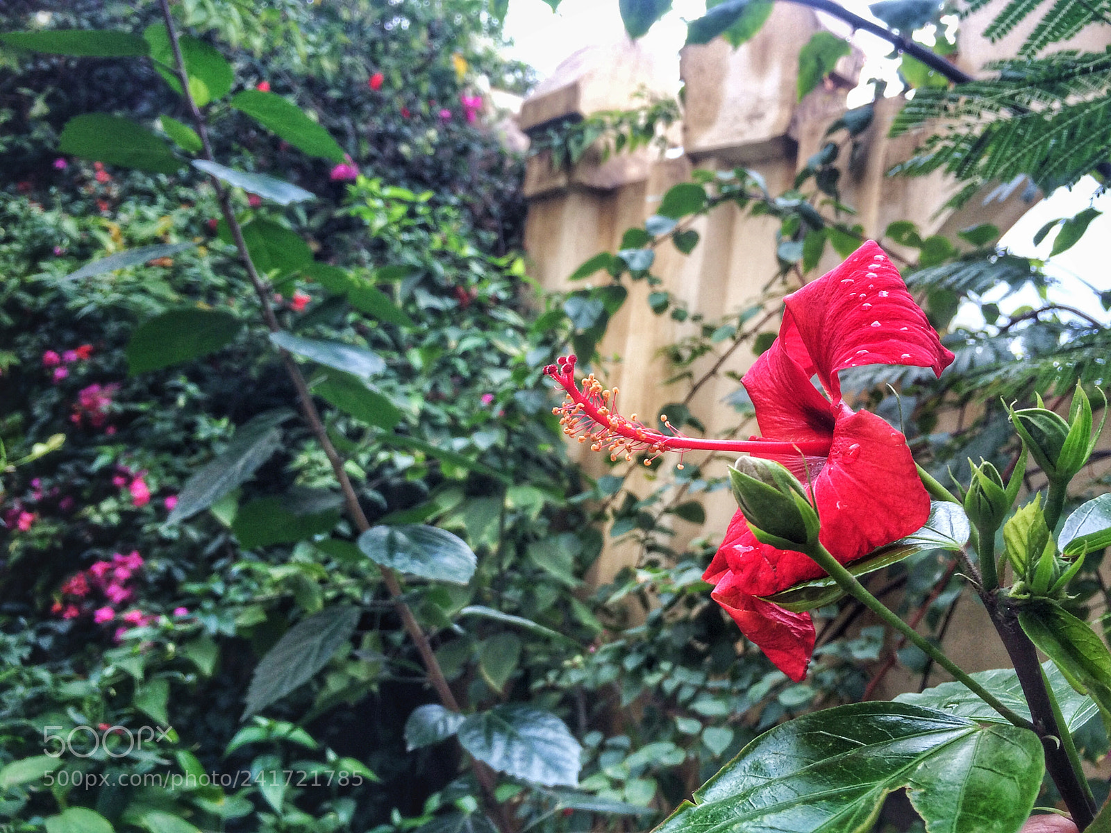 Apple iPhone 5s sample photo. Untitled photography