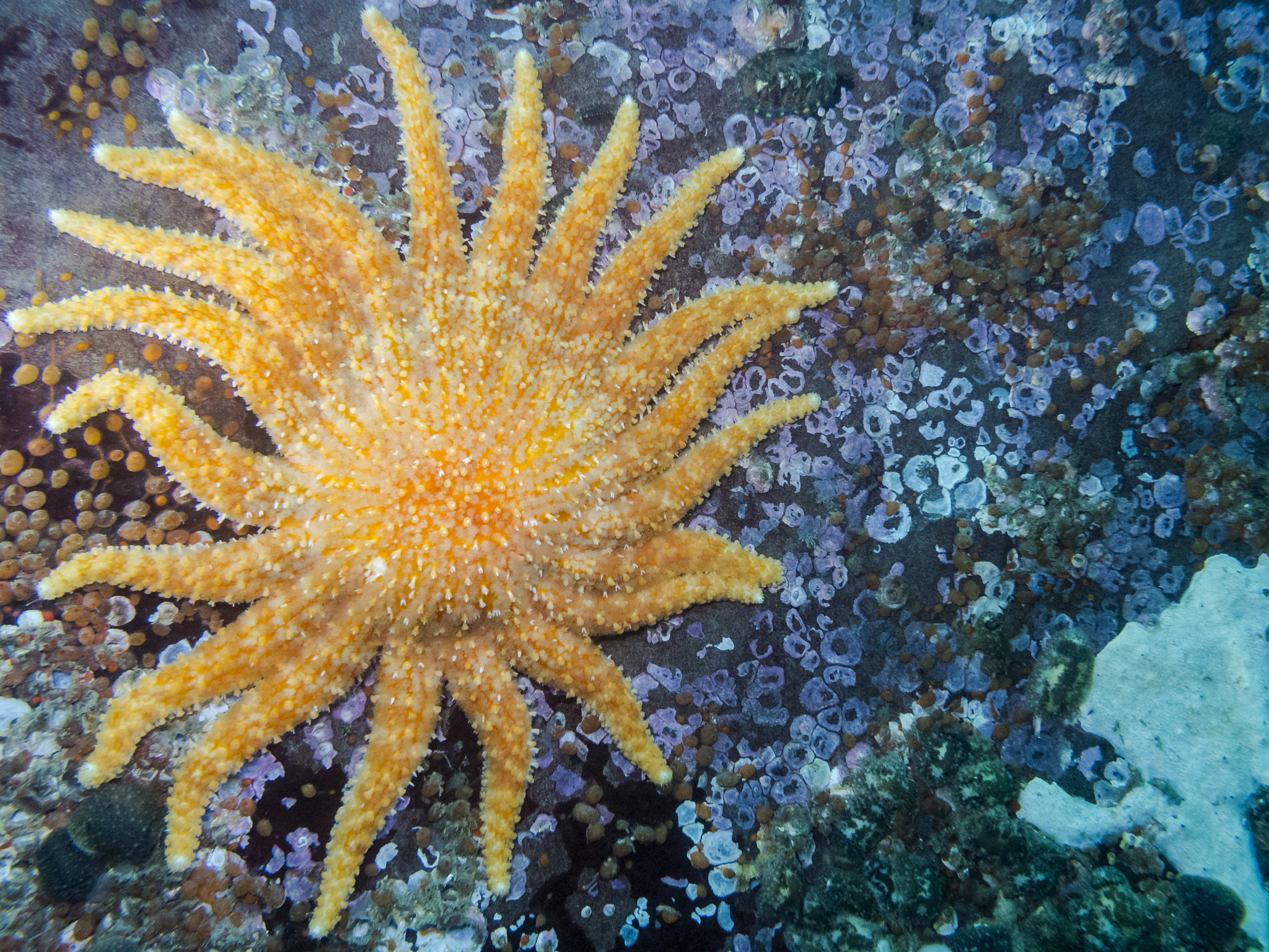 Olympus XZ-1 sample photo. Sunflower star (pycnopodia helianthoides) photography
