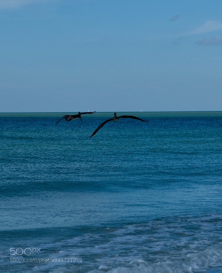 Fujifilm X-T2 sample photo. Marco island photography