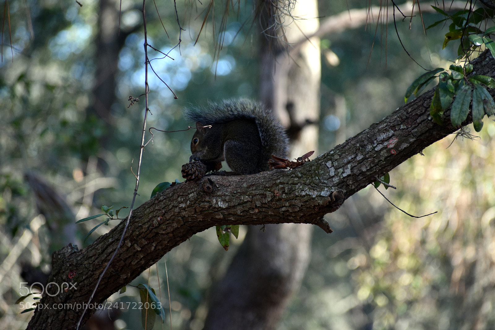 Nikon D5500 sample photo. Eastern gray squirrel photography