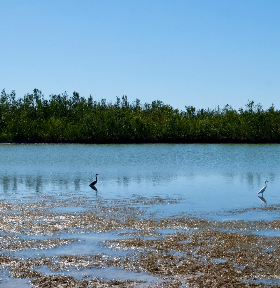 Fujifilm X-T2 sample photo. Marco island photography