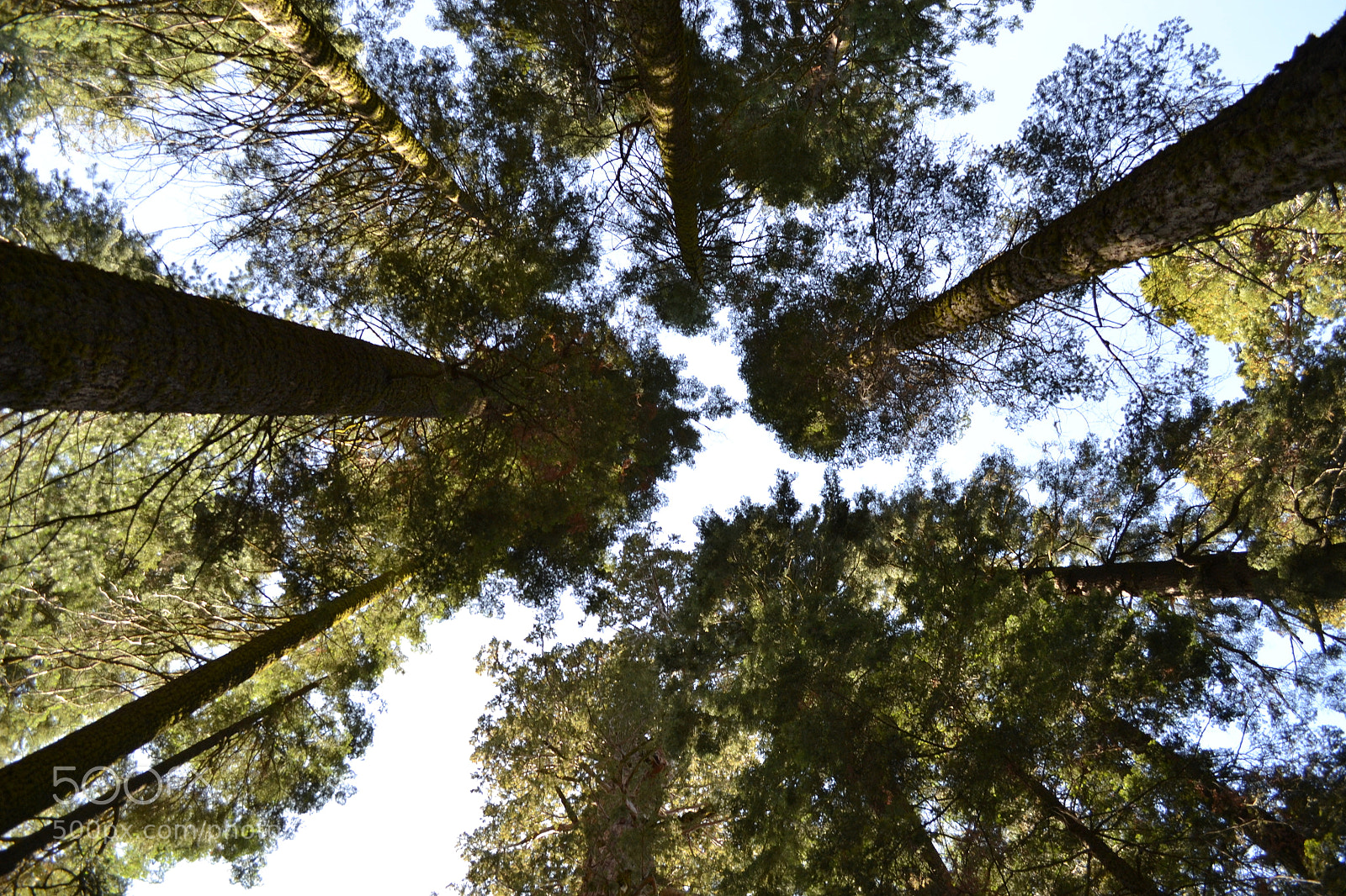Nikon D3100 sample photo. Looking up photography