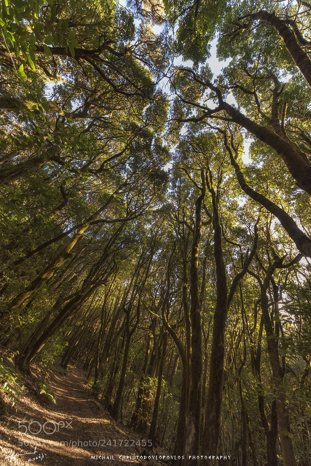 Nikon D810 sample photo. Garajonay national park la photography