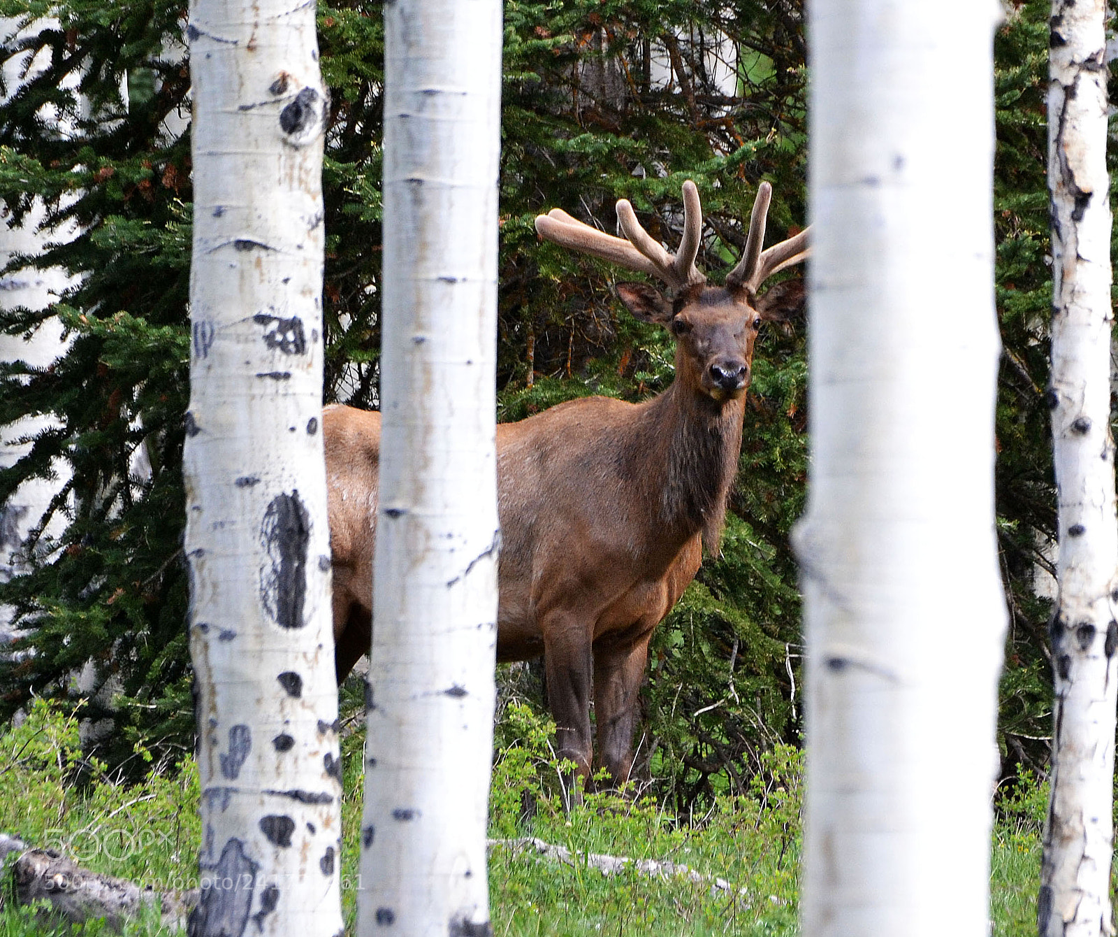 Nikon D3100 sample photo. Colorado elk in velvet photography
