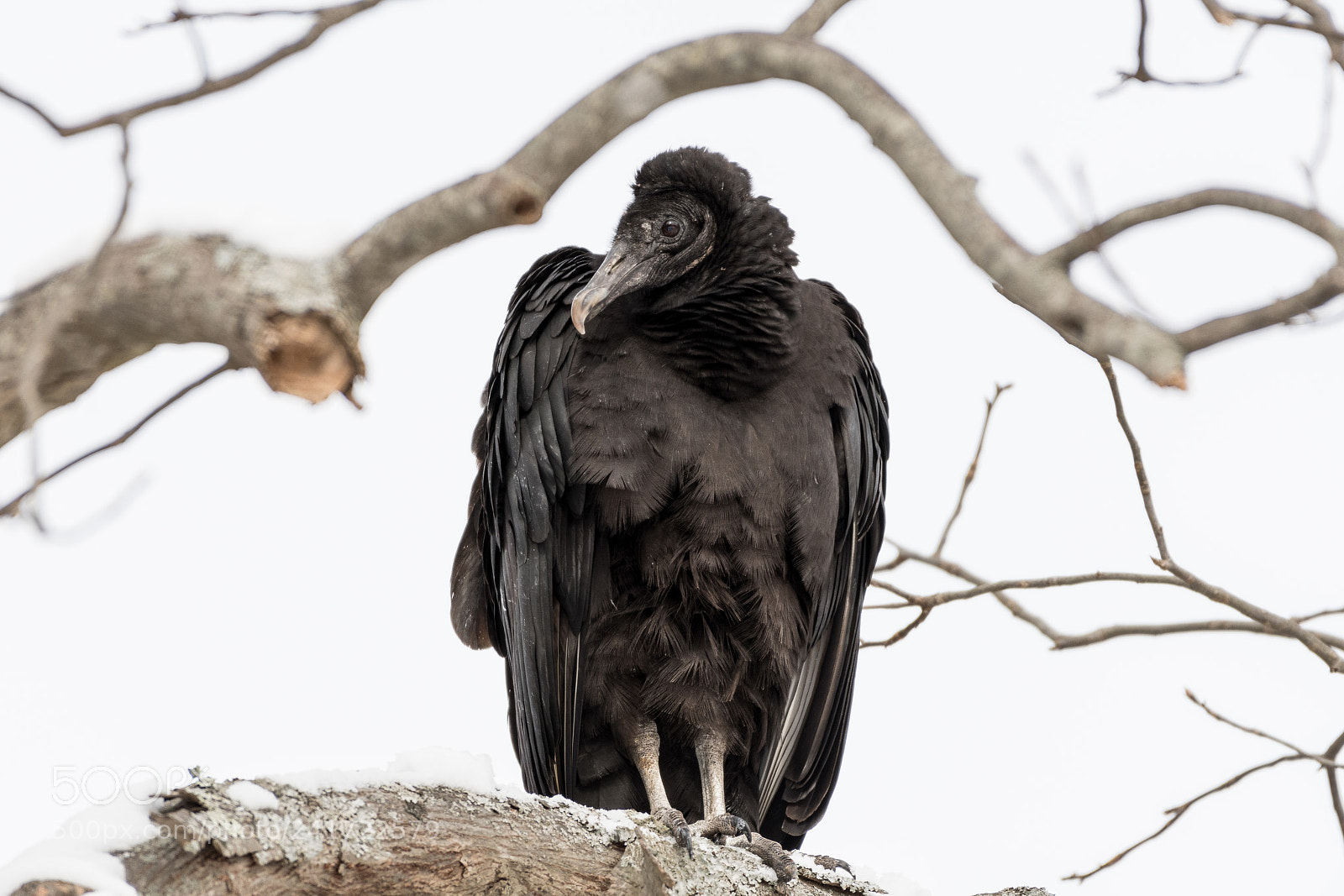 Nikon D500 sample photo. Black vulture photography