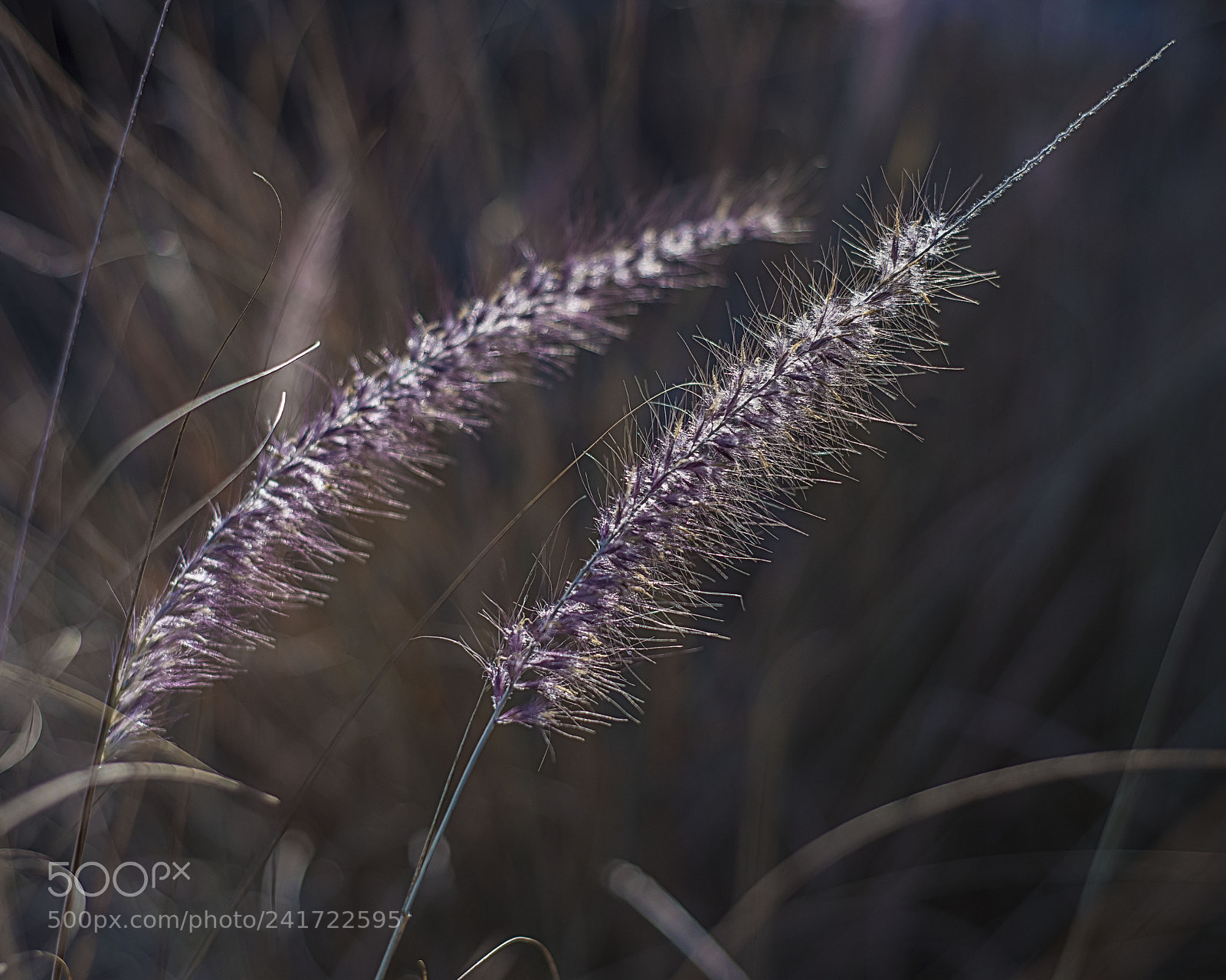Nikon D850 sample photo. Pampas photography