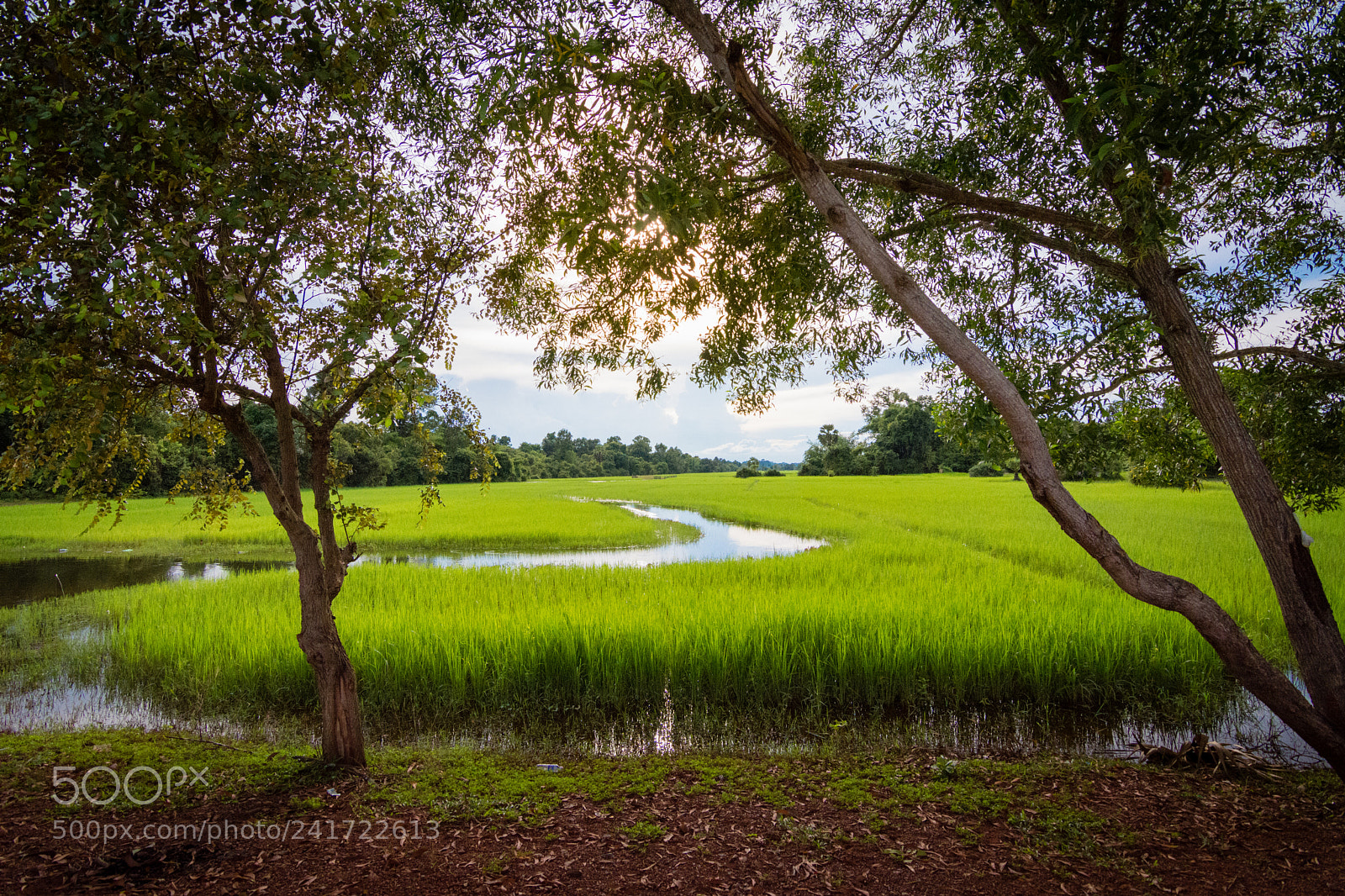 Nikon D7200 sample photo. Green photography