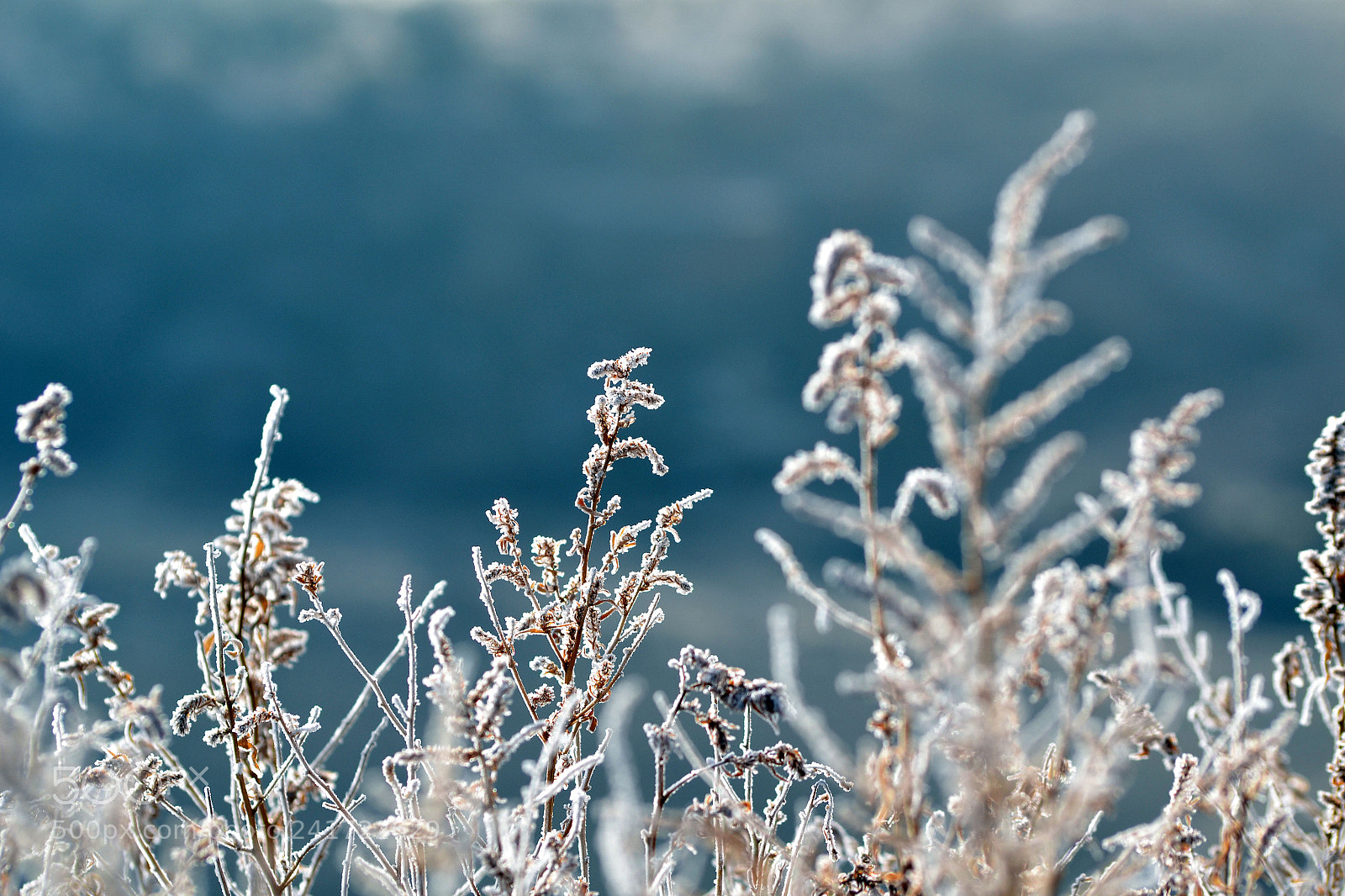 Nikon D3100 sample photo. Frosty remains photography