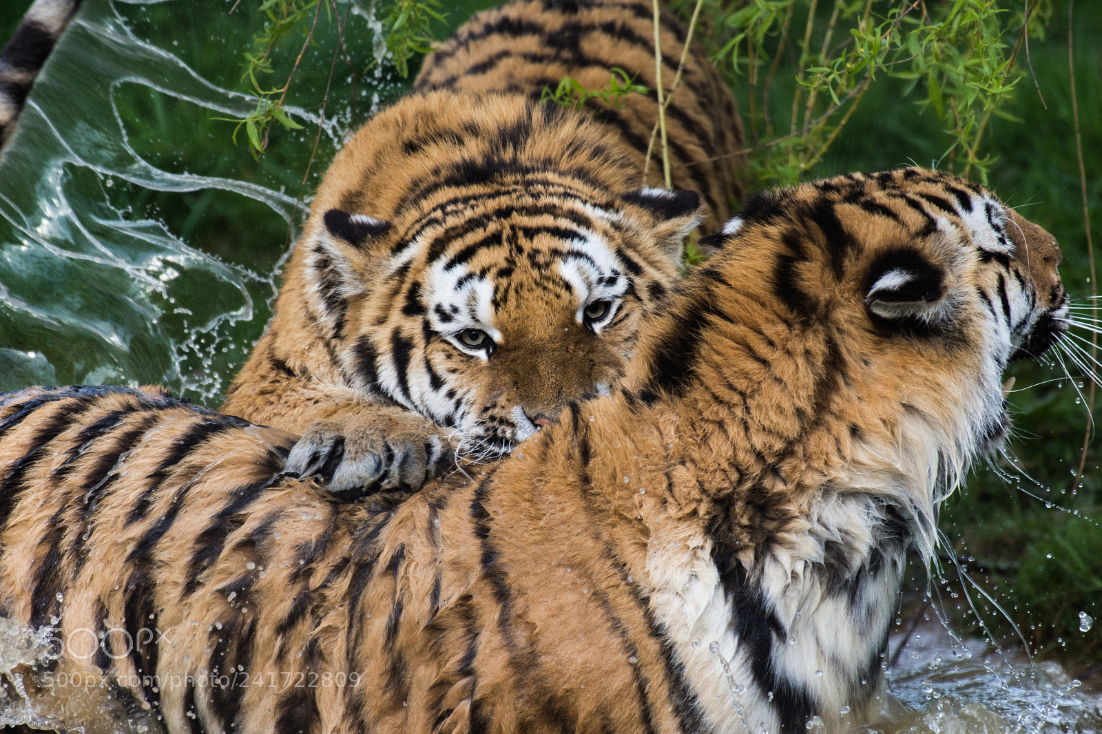 Nikon D7200 sample photo. Tiger's play rough photography