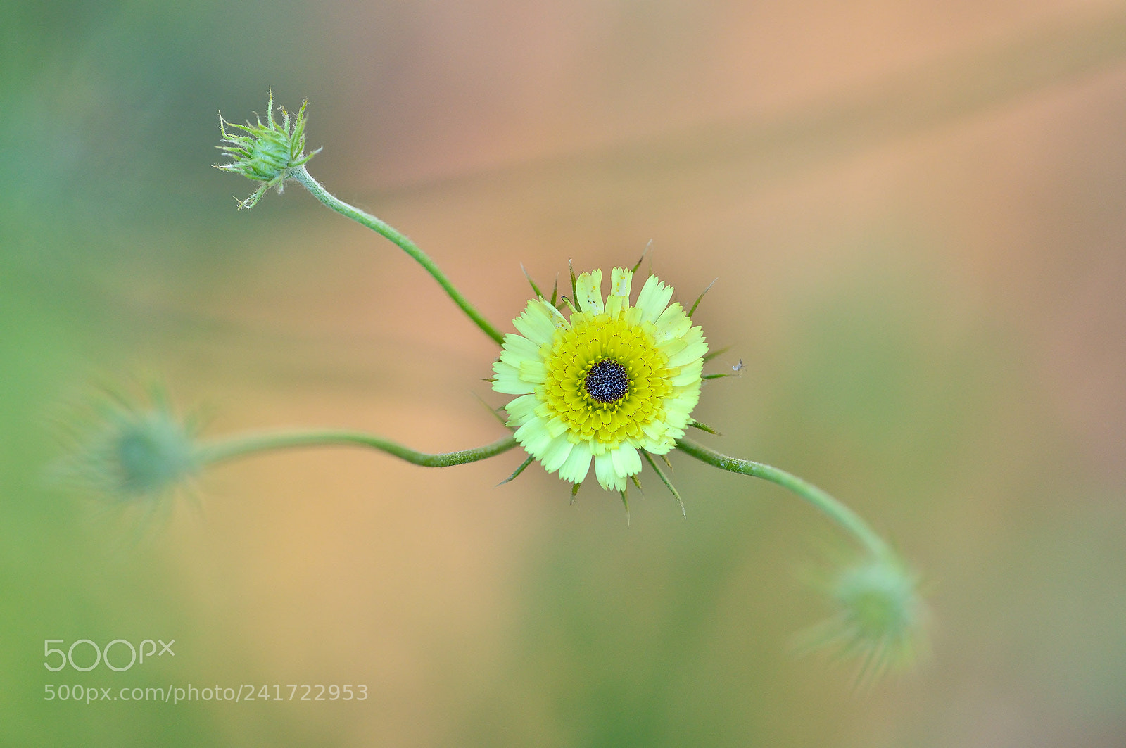 Nikon D800 sample photo. Flor silvestre photography