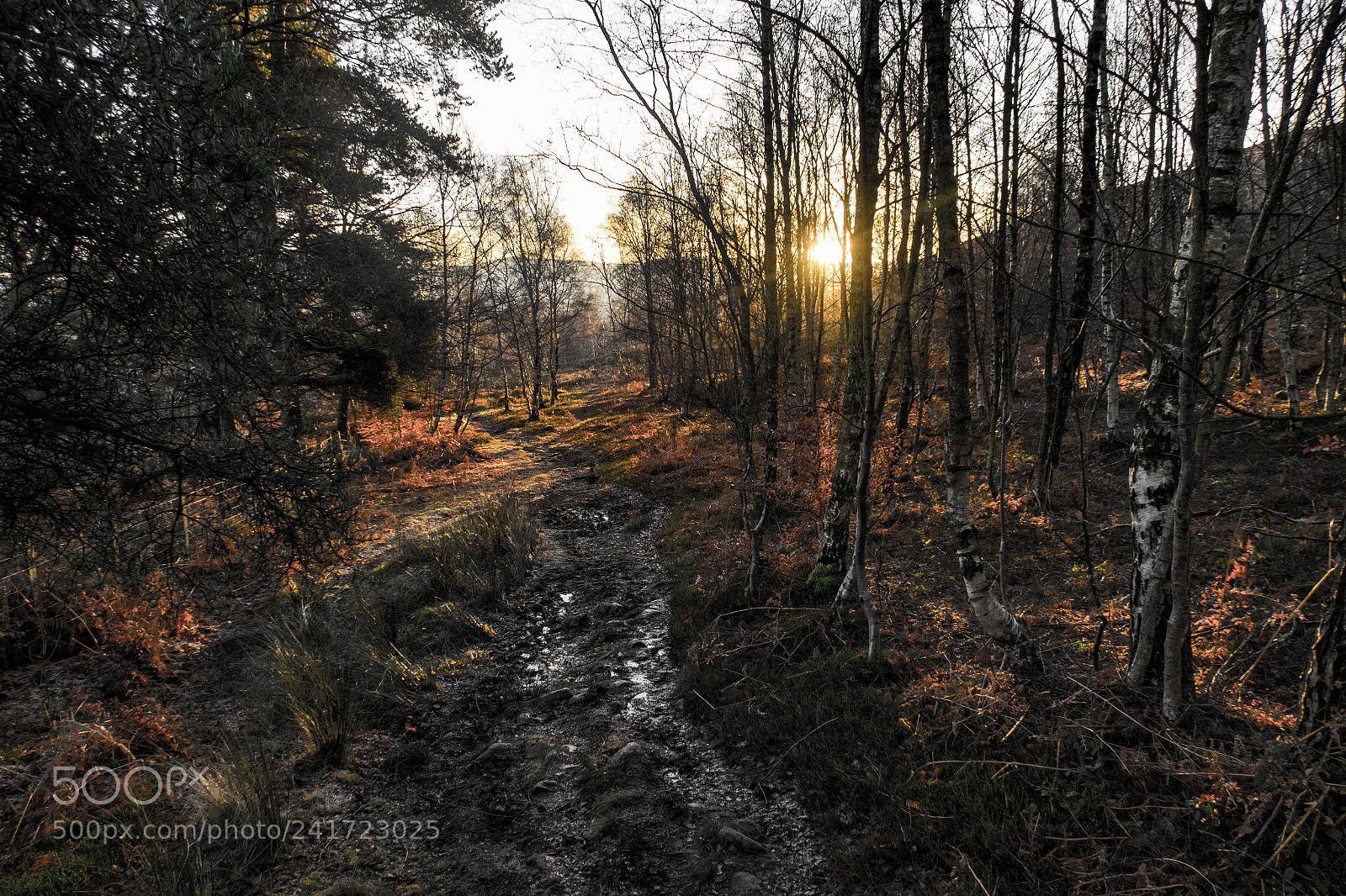 Canon PowerShot G7 X sample photo. Woodland sunset photography