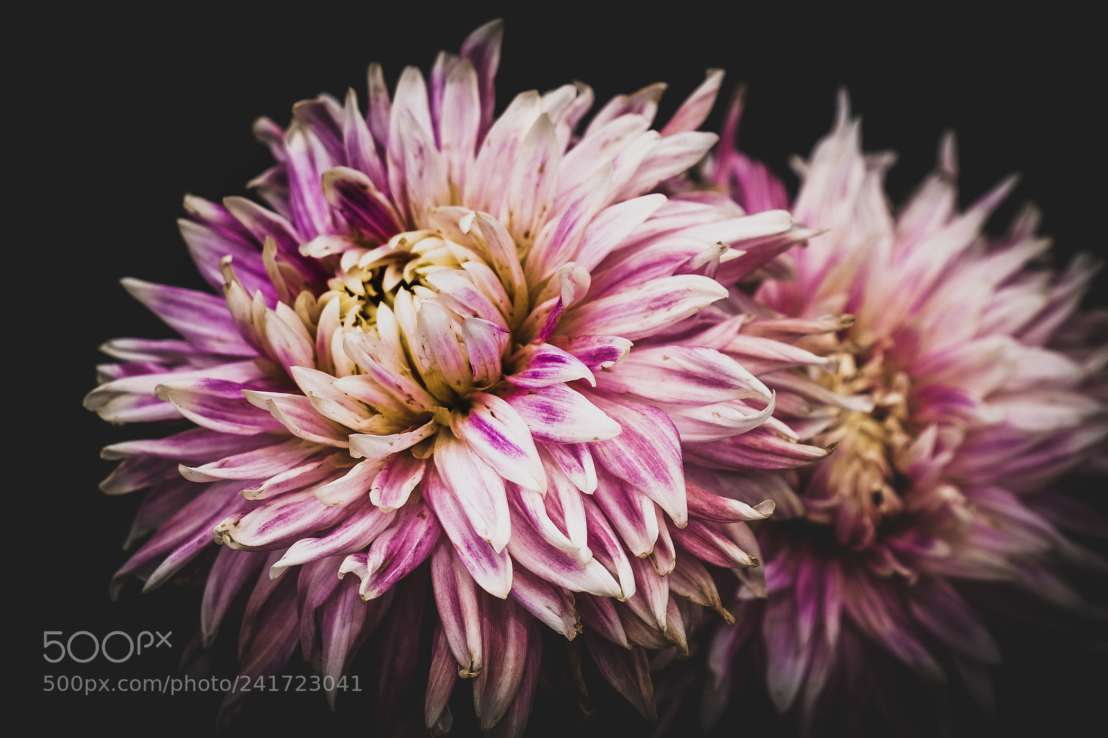 Fujifilm X-T1 sample photo. Black dahlia  photography