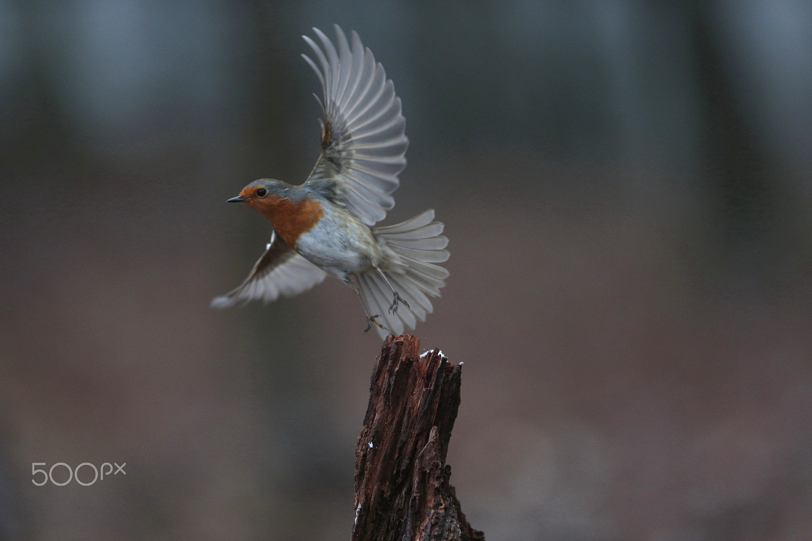 Canon EF 300mm F2.8L IS USM sample photo. Wings photography