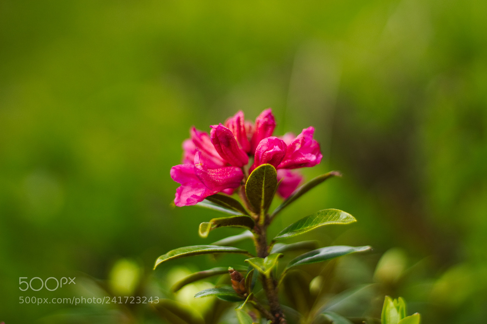 Canon EOS 1200D (EOS Rebel T5 / EOS Kiss X70 / EOS Hi) sample photo. Mountain rose photography