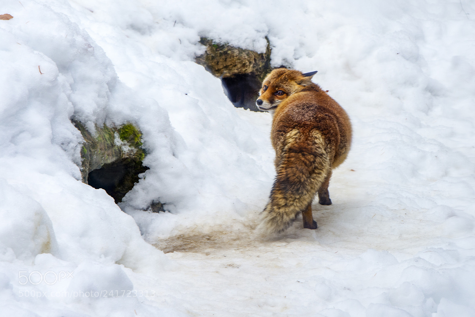 Nikon D7200 sample photo. Fox photography