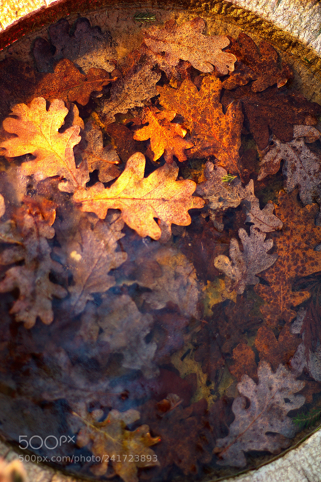 Canon EOS 1300D (EOS Rebel T6 / EOS Kiss X80) sample photo. Frozen oak leaves 1 photography