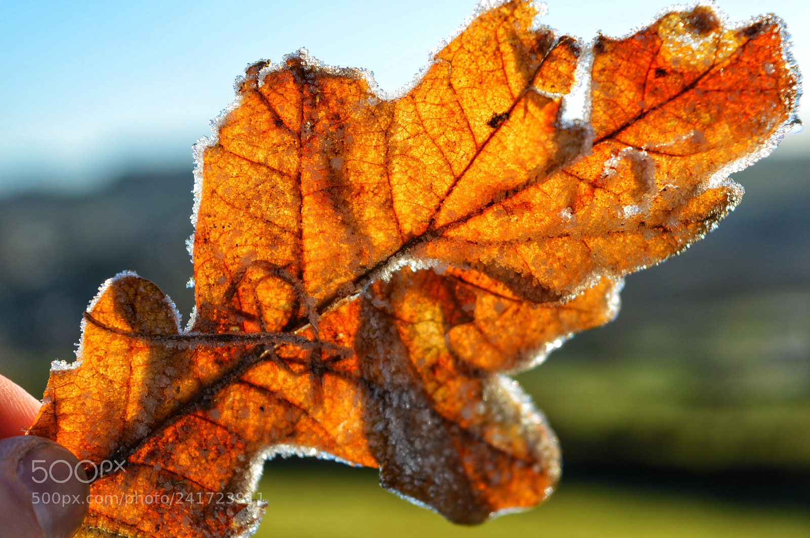 Nikon D3200 sample photo. Feeling the frost, at photography