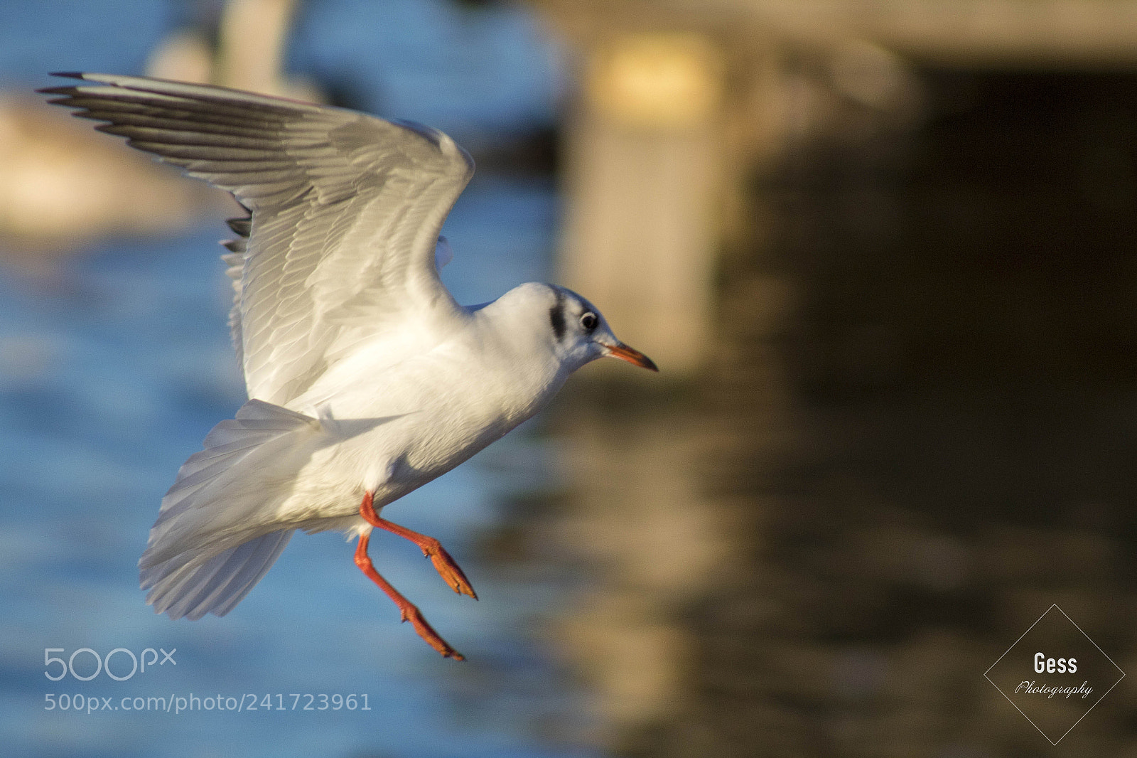 Canon EOS 1300D (EOS Rebel T6 / EOS Kiss X80) sample photo. Another seagull in kingston photography