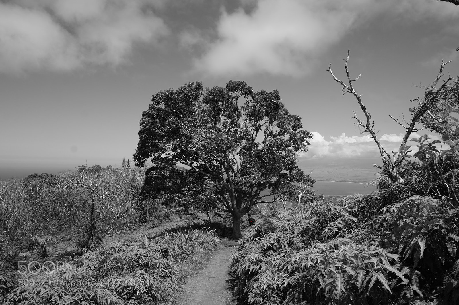Sony E 16-50mm F3.5-5.6 PZ OSS sample photo. B&w maui photography