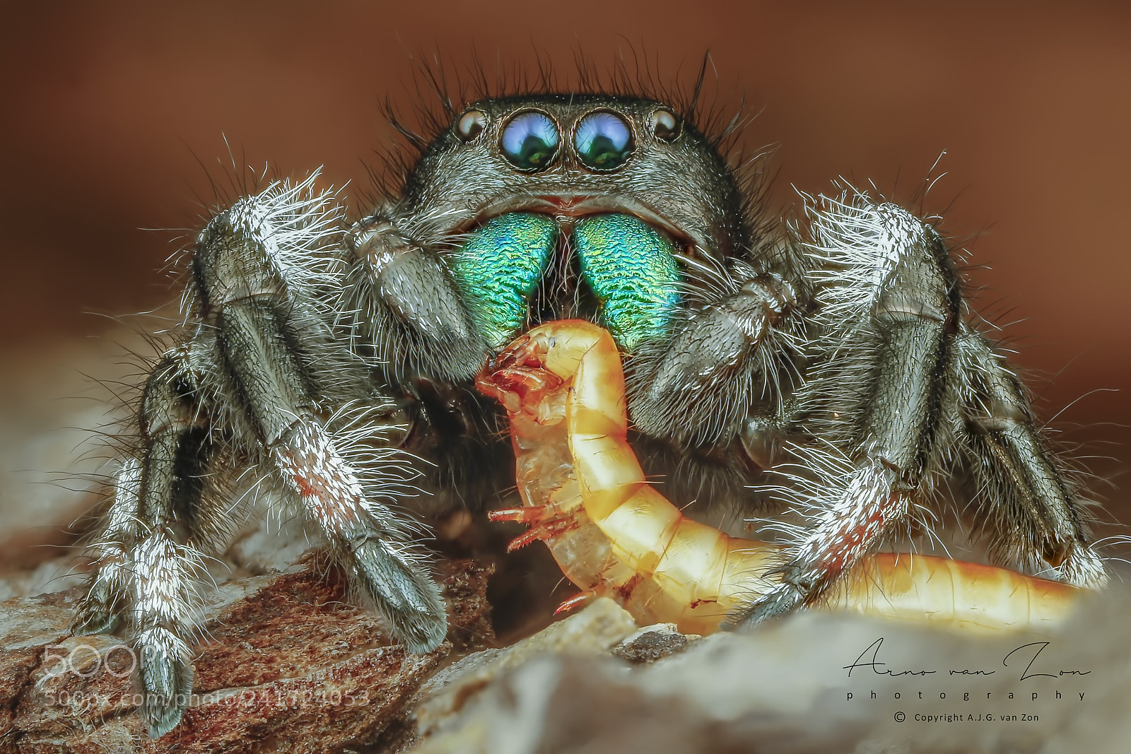 Canon EOS-1D X sample photo. Regal jumper... photography