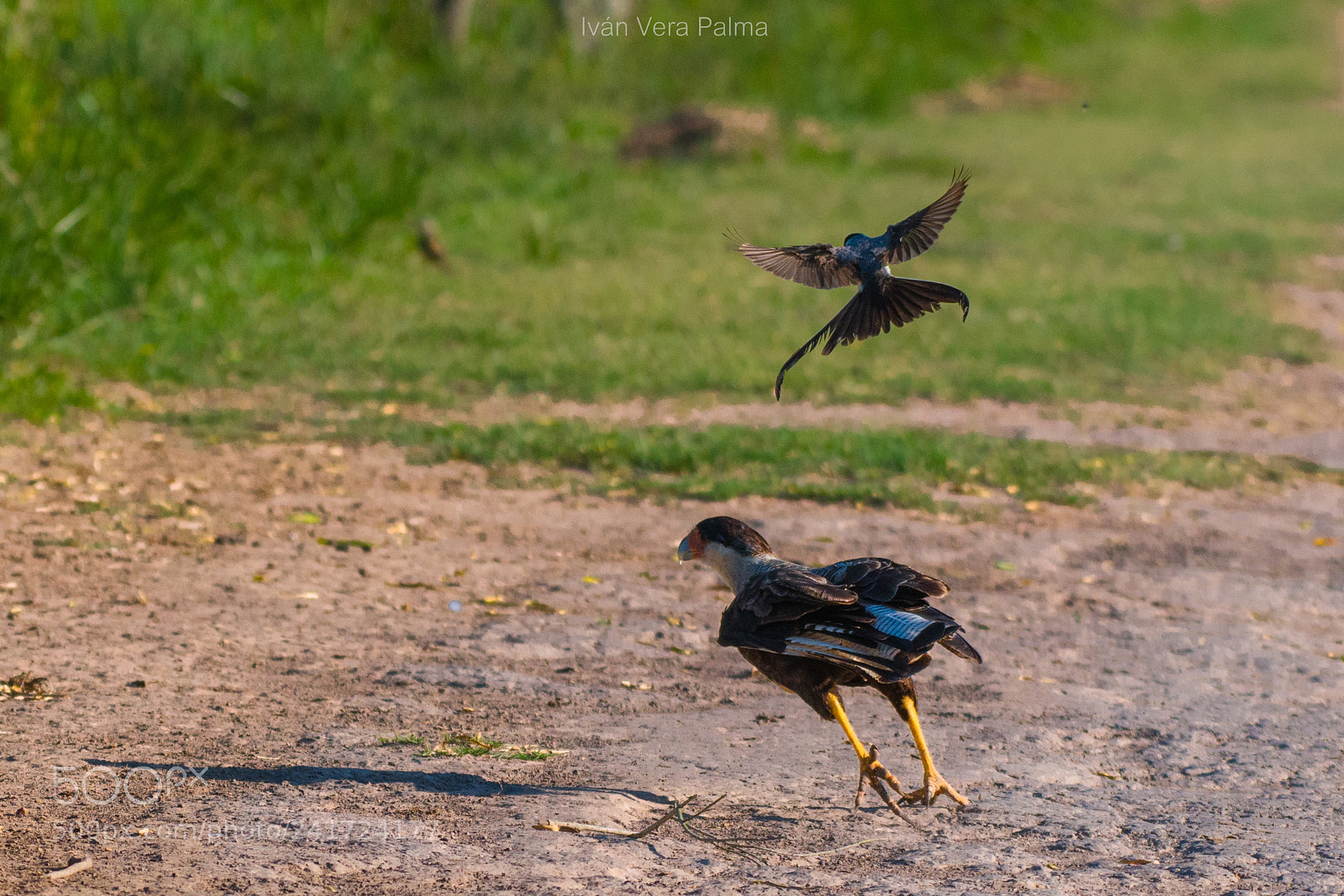Nikon D500 sample photo. Tijereta vs carancho photography