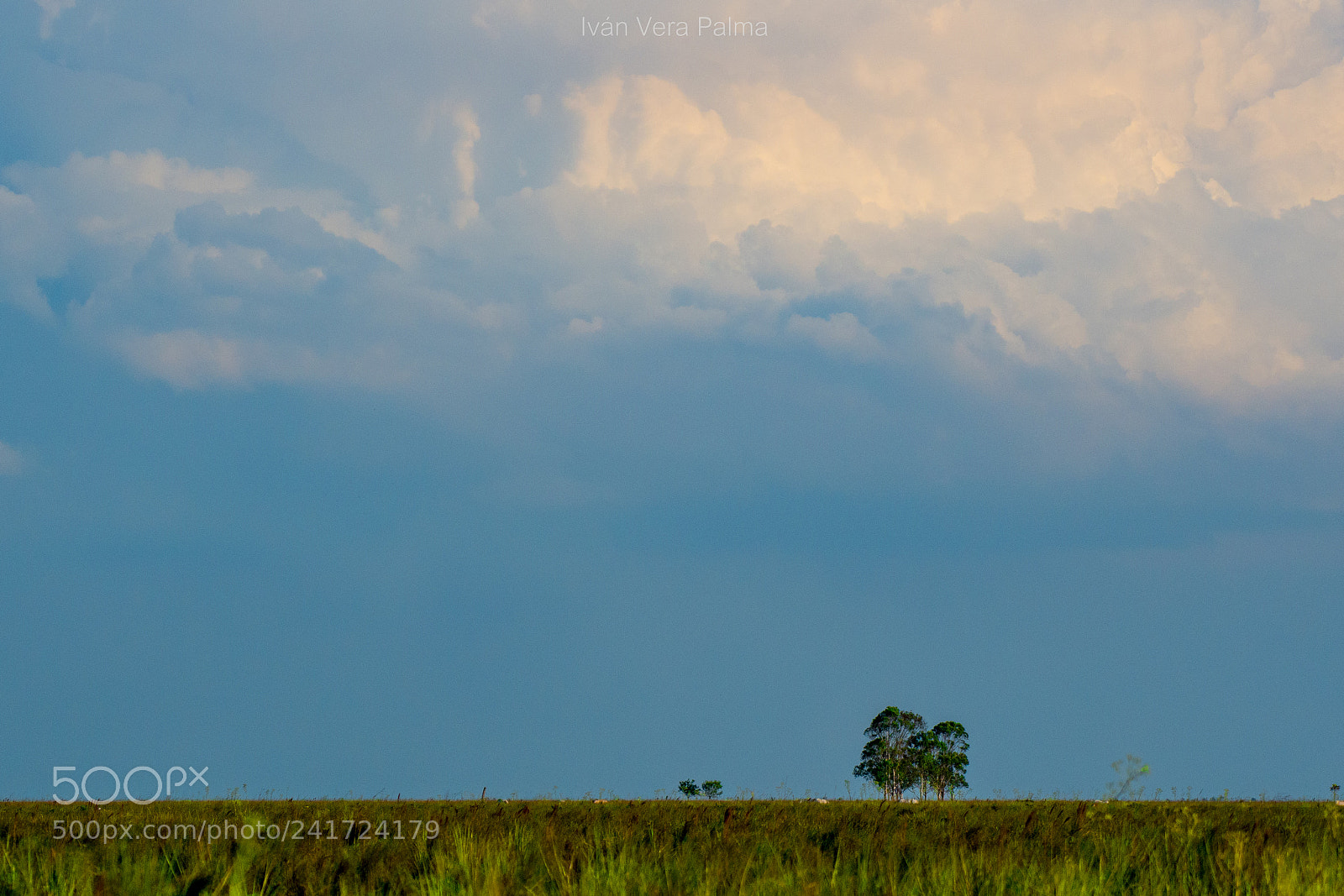 Nikon D500 sample photo. Camba trapo photography