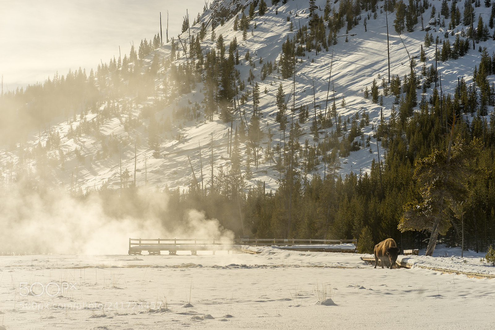 Sony a7 sample photo. Bison in yellowstone nps photography