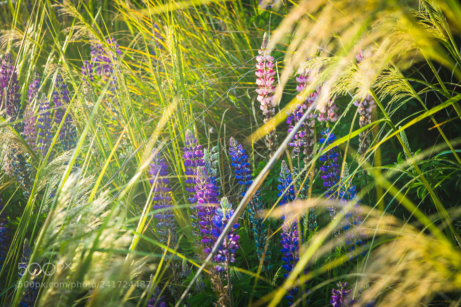 Sony a7 II sample photo. Lolling in the morning photography
