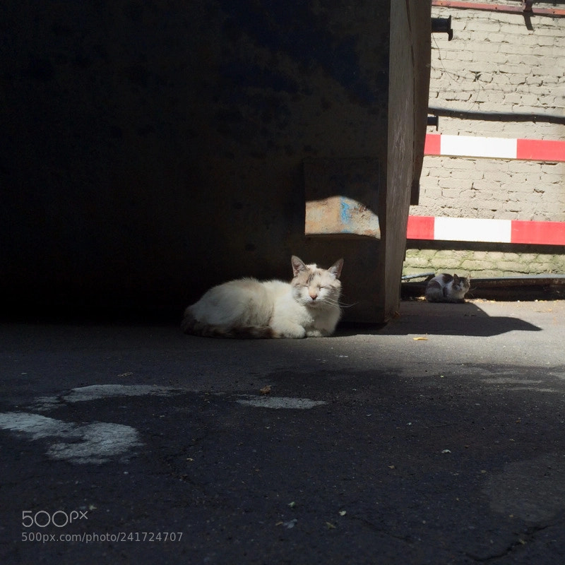 Apple iPhone 5s sample photo. Югосевер photography