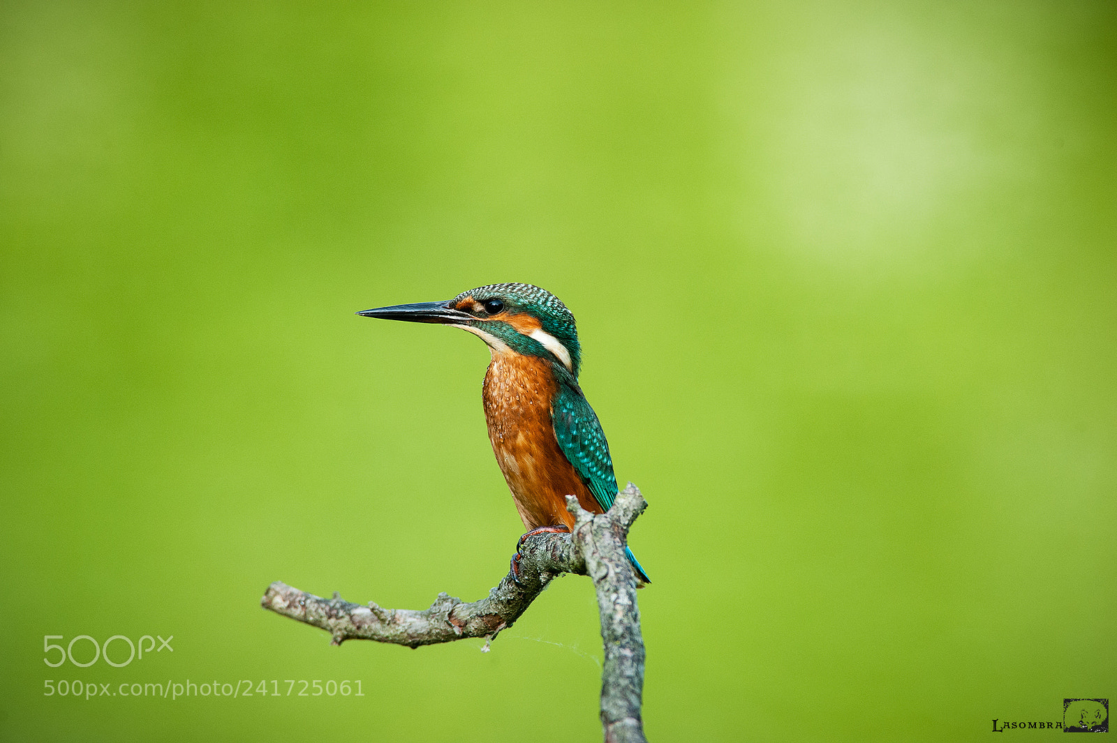 Nikon D700 sample photo. Kingfisher photography