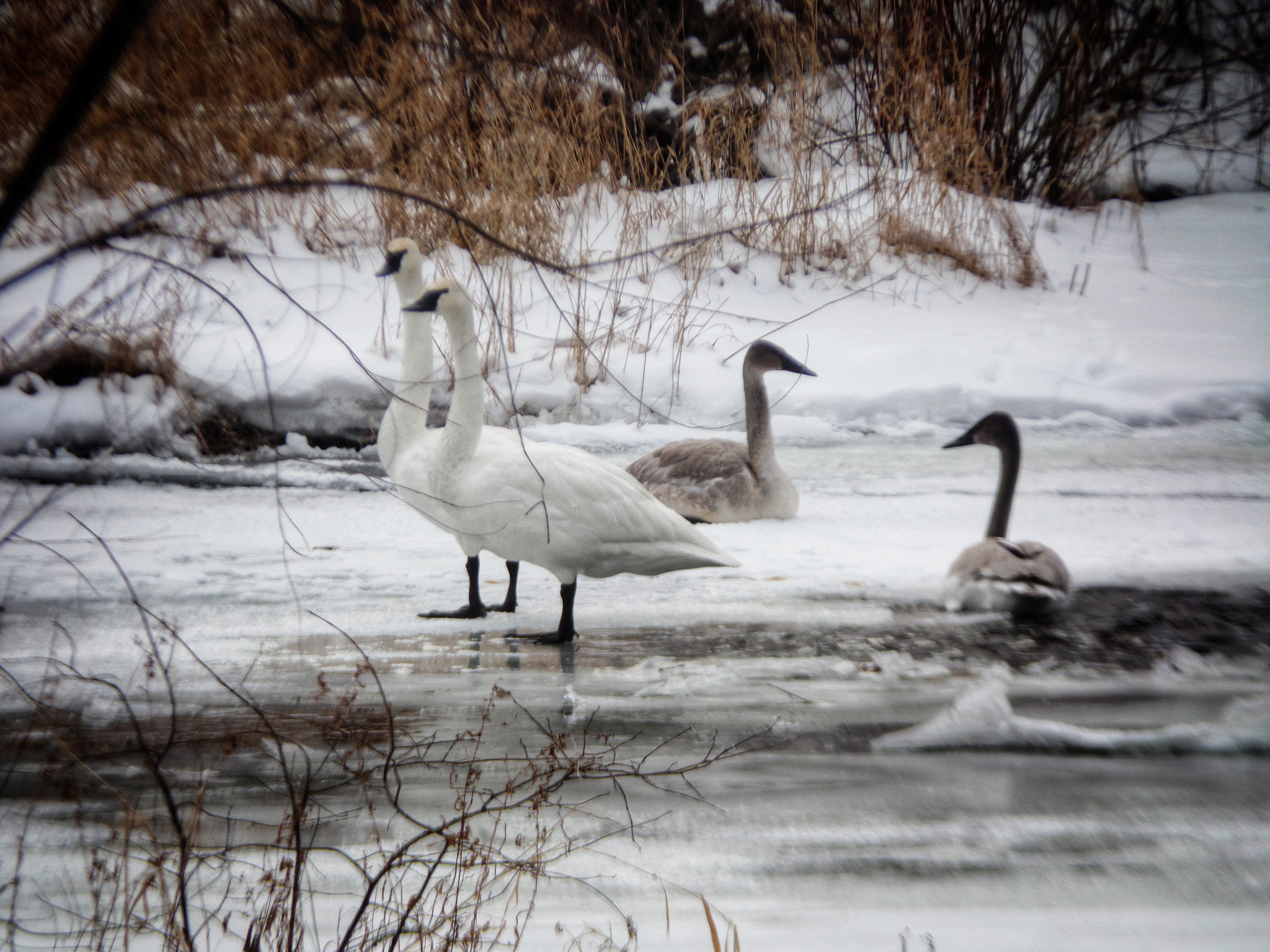 Samsung WB350F/WB351F/WB352F sample photo. Trumpeter swans photography