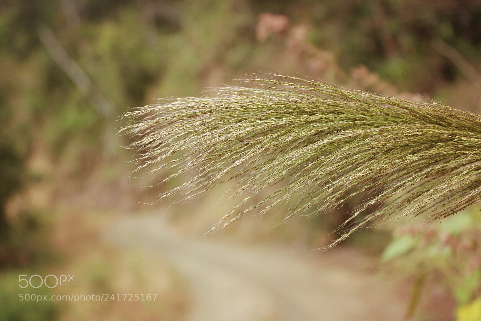 Canon EOS 1300D (EOS Rebel T6 / EOS Kiss X80) sample photo. Lonely path photography