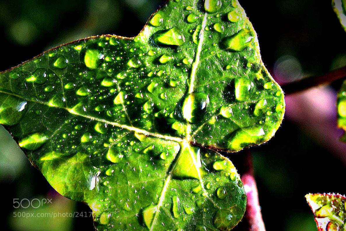 Nikon D3400 sample photo. Leaf after rainfall photography