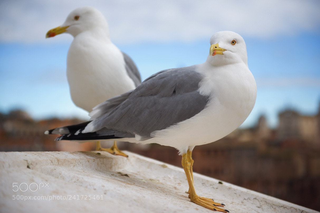 Nikon D800E sample photo. Romans photography