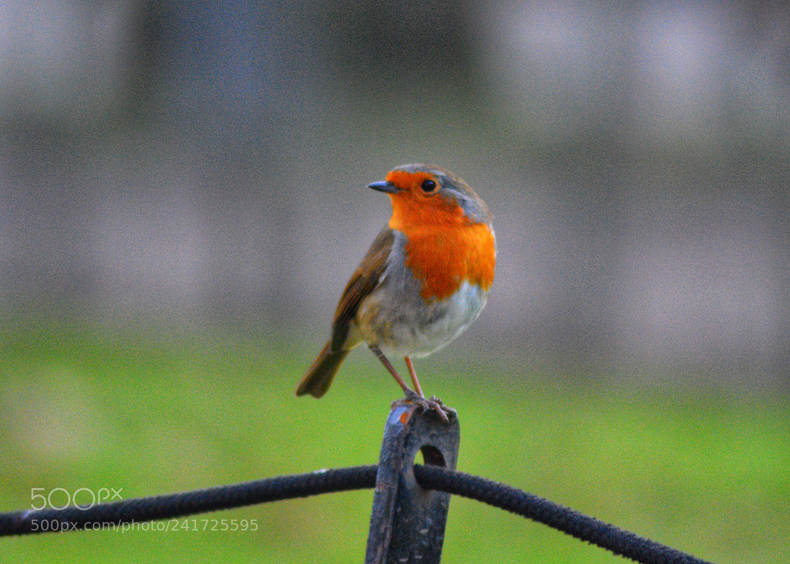 Nikon D3200 sample photo. Cheeky robin at yorkshire photography