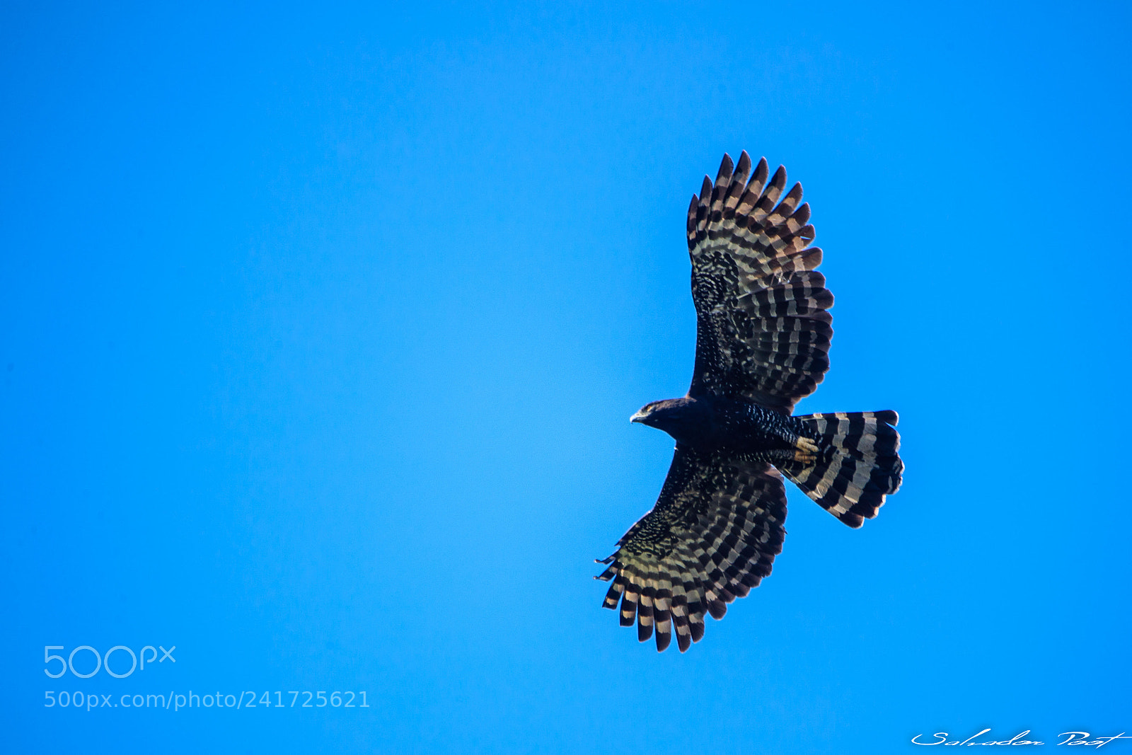 Canon EOS-1D X Mark II sample photo. Black hawk eagle photography