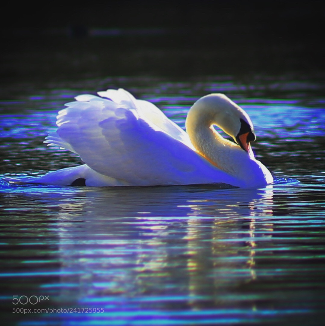 Canon EOS 100D (EOS Rebel SL1 / EOS Kiss X7) sample photo. Rushden lakes, uk photography