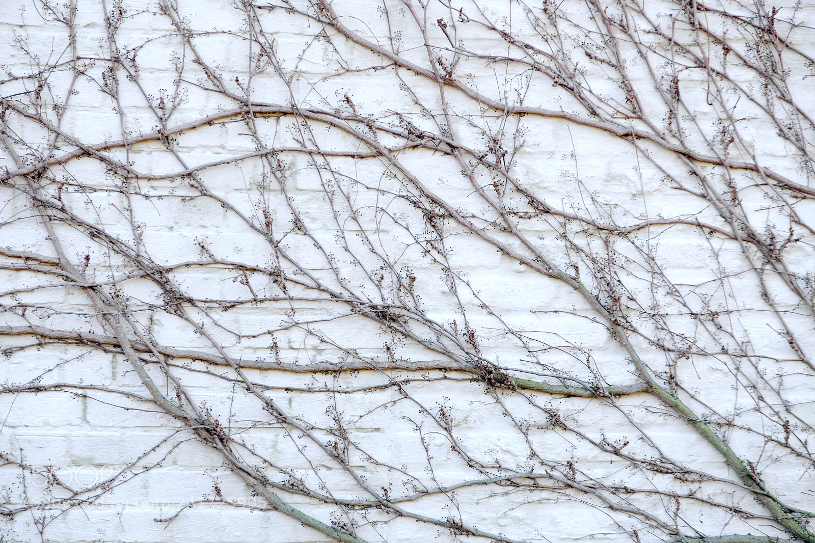 Fujifilm X-T20 sample photo. Branch marbled wall photography