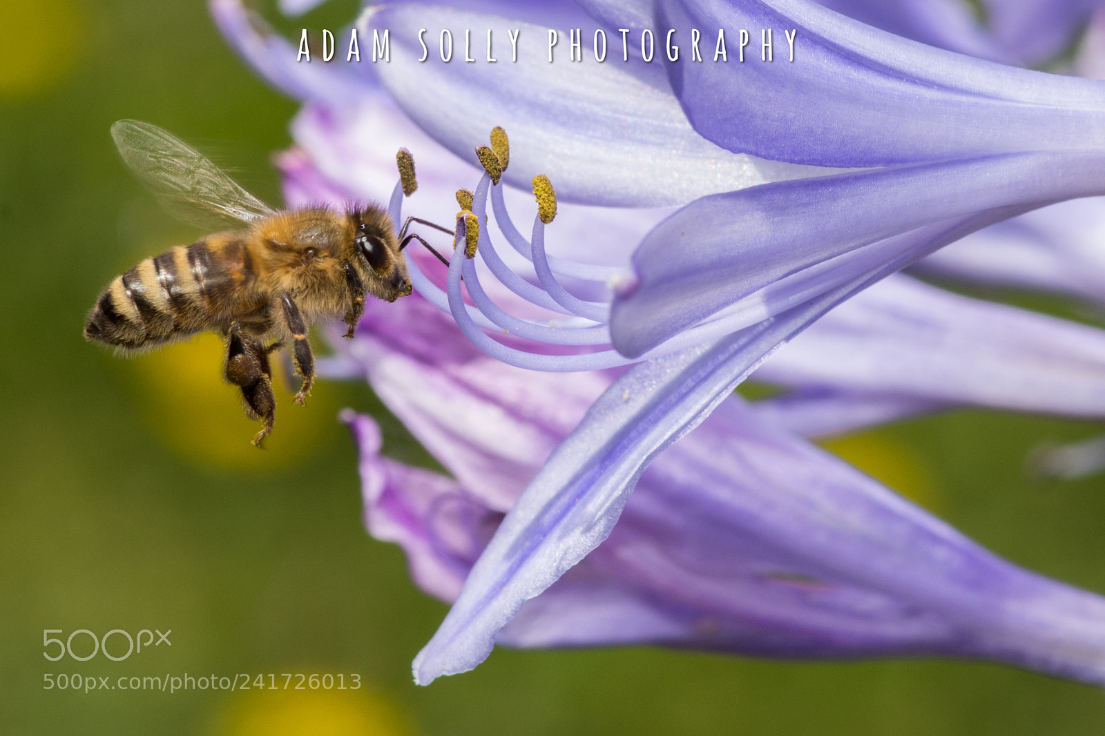 Nikon D7100 sample photo. Bee photography