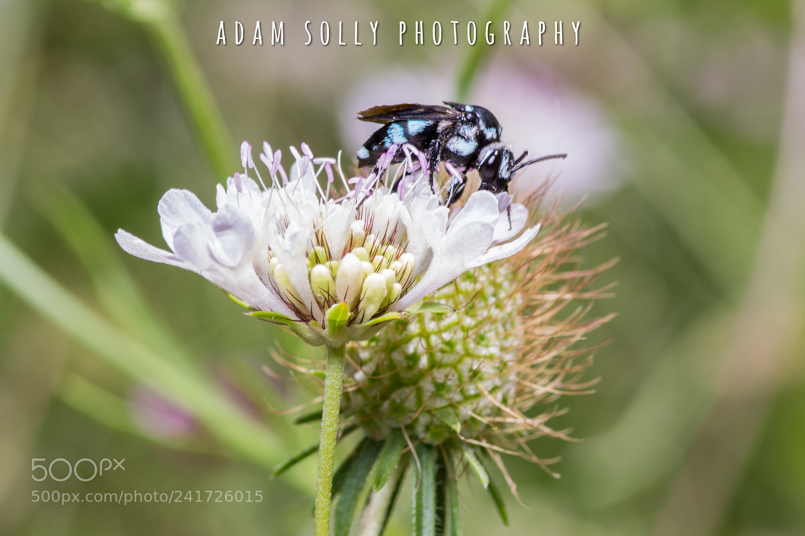 Nikon D7100 sample photo. Cuckoo bee photography