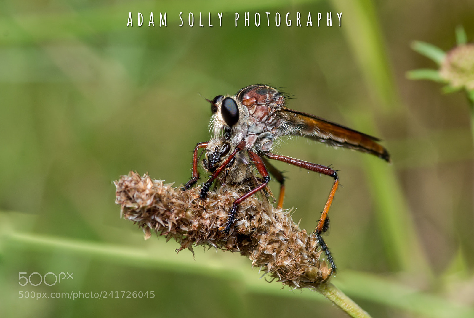 Nikon D7100 sample photo. Robber flies lunch photography