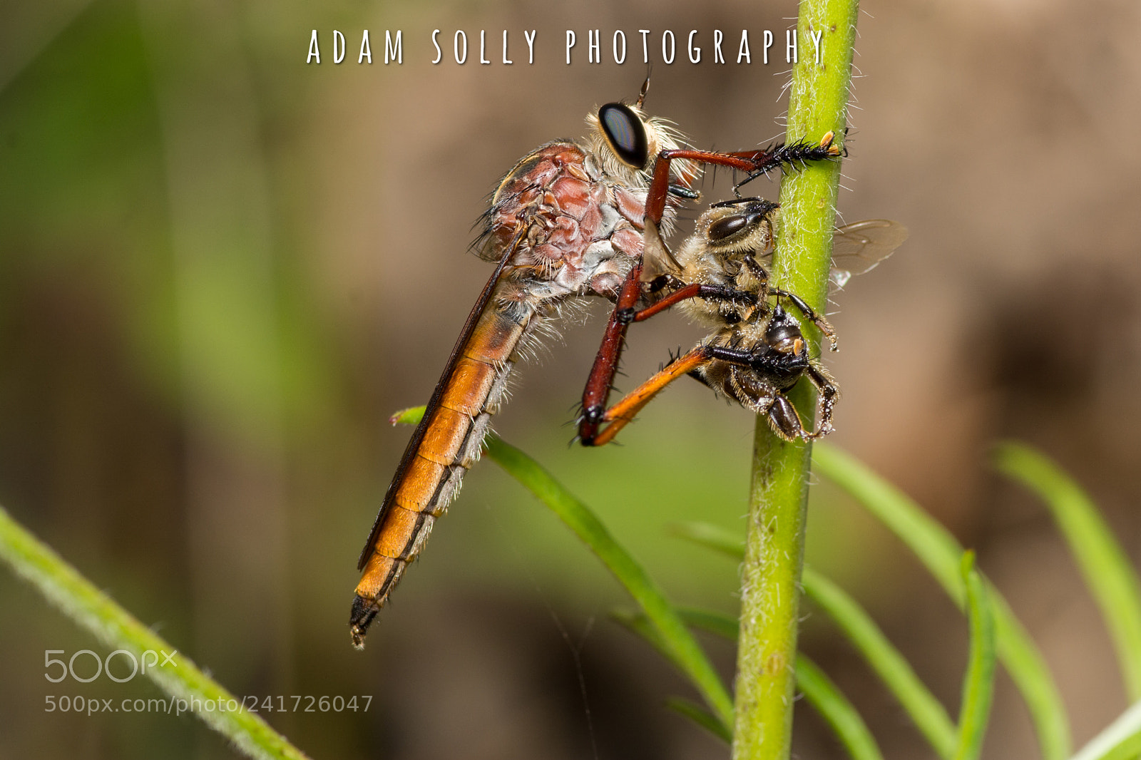 Nikon D7100 sample photo. Robber flies lunch photography