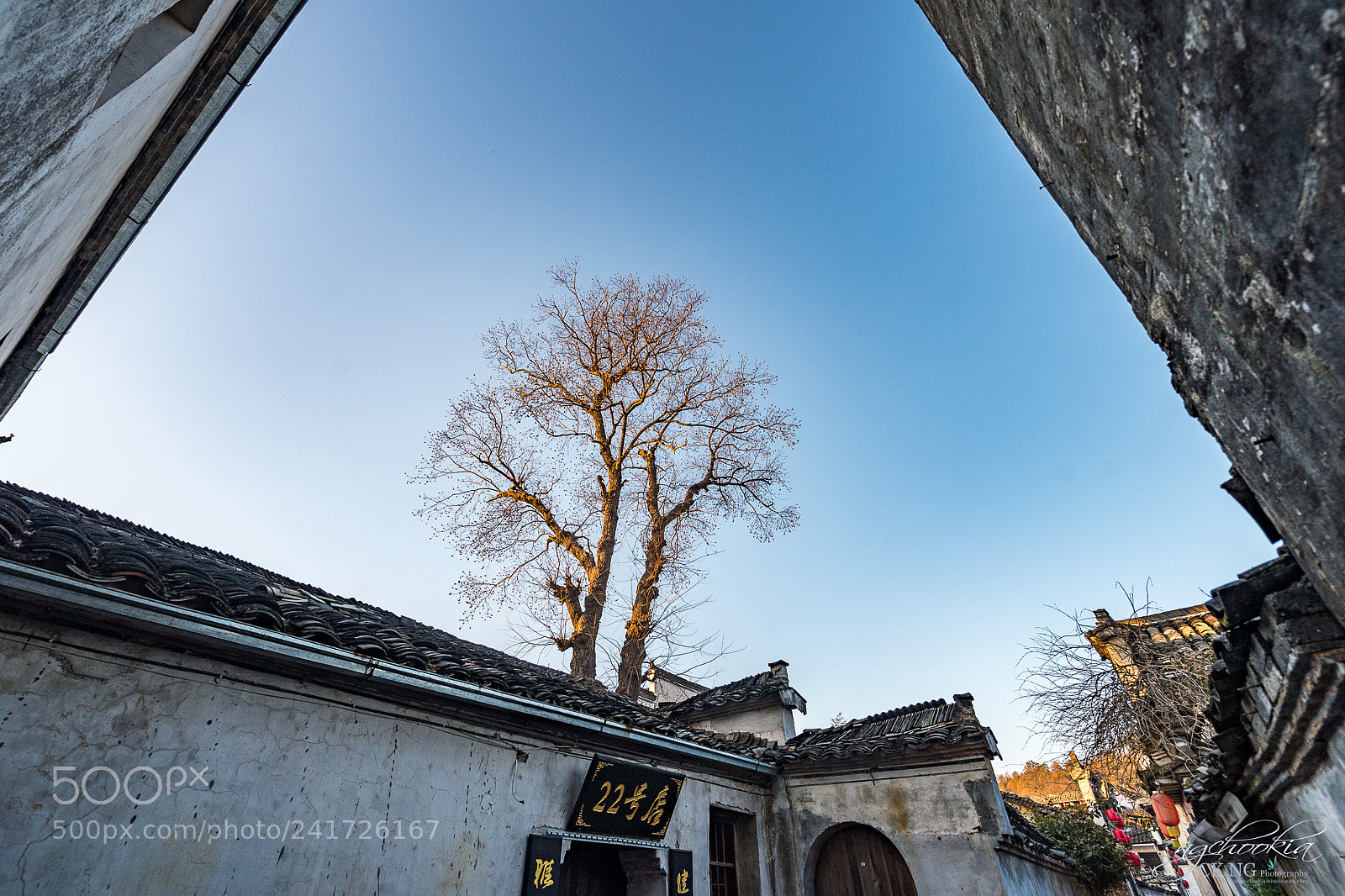 Sony a9 sample photo. Golden tree ii hongcun photography