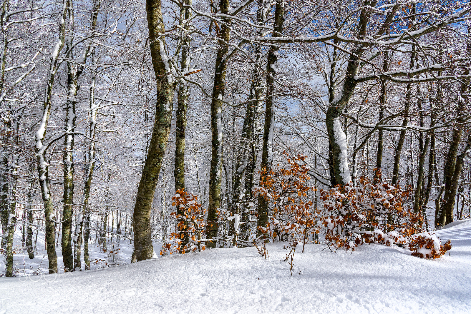 Nikon D810 sample photo. Snowy forest photography
