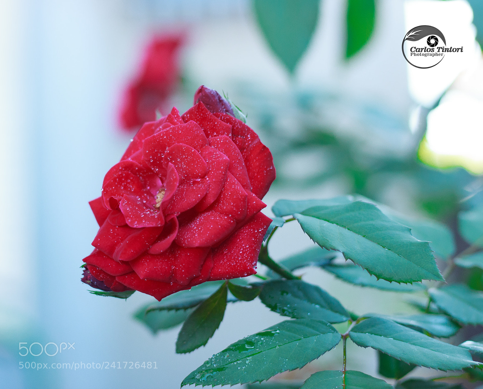 Canon EOS 600D (Rebel EOS T3i / EOS Kiss X5) sample photo. Rosas photography
