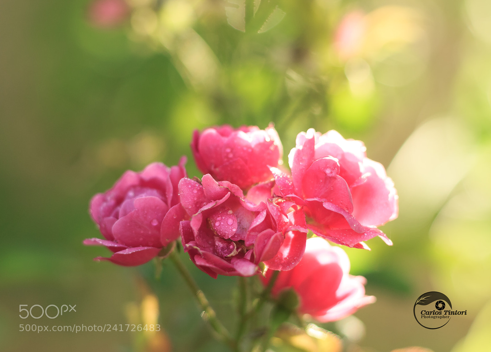 Canon EOS 600D (Rebel EOS T3i / EOS Kiss X5) sample photo. Rosas photography