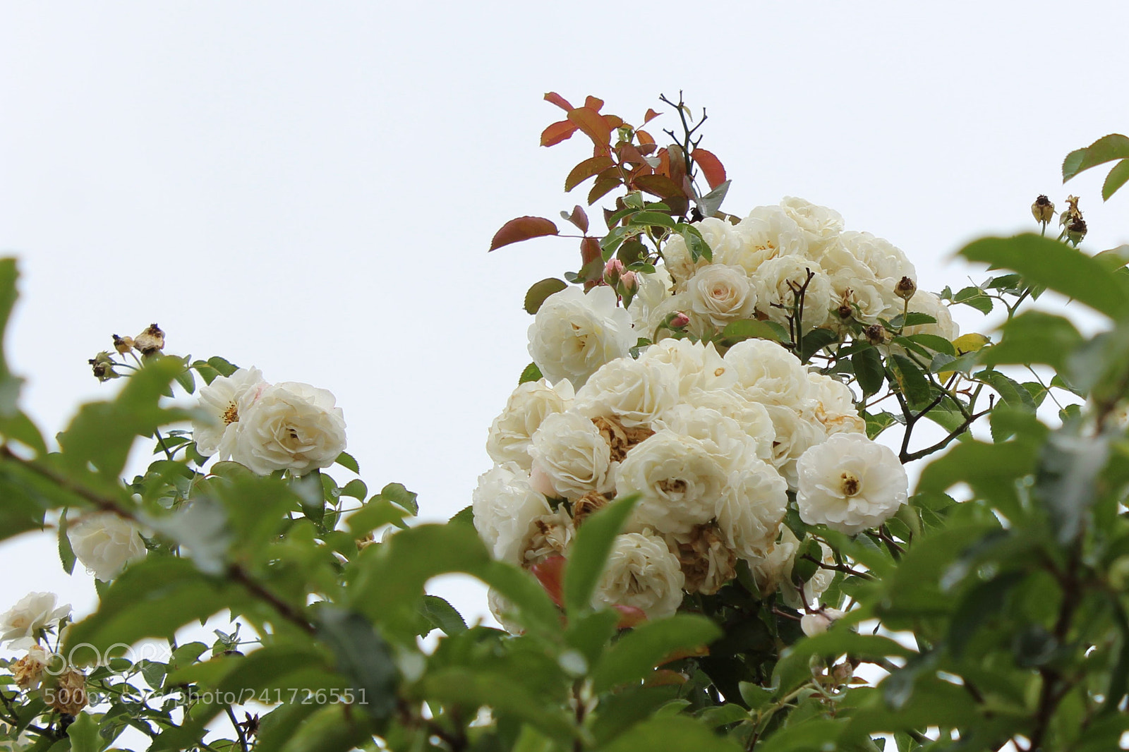 Canon EOS 1200D (EOS Rebel T5 / EOS Kiss X70 / EOS Hi) sample photo. Coroa de rosas brancas photography