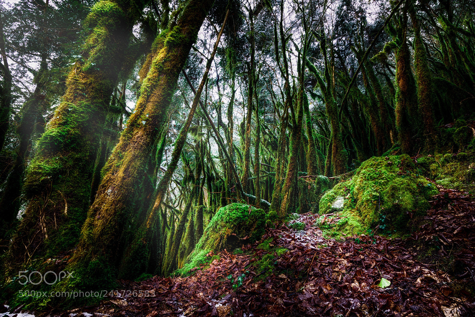 Nikon D850 sample photo. Amazonie ariégeoise photography