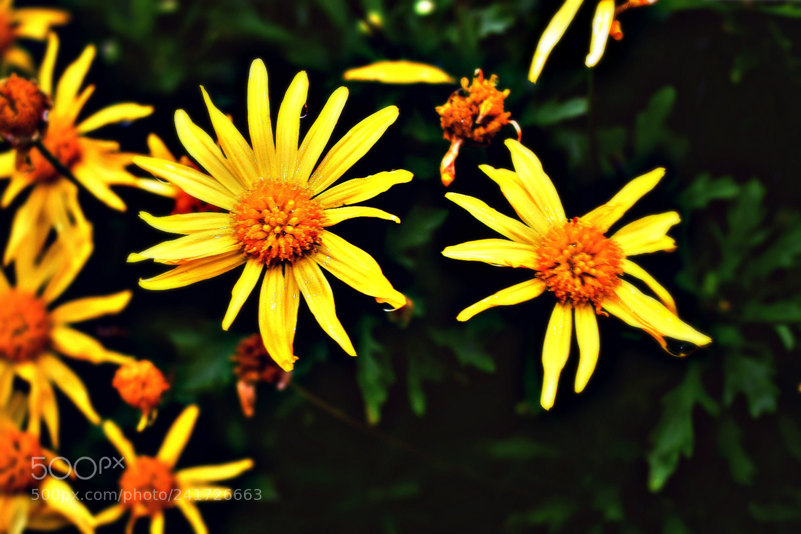 Nikon D3400 sample photo. Flowers after rain photography
